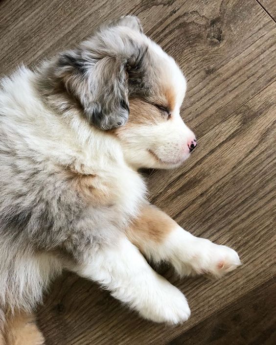 Australian shepherd puppy sleeping