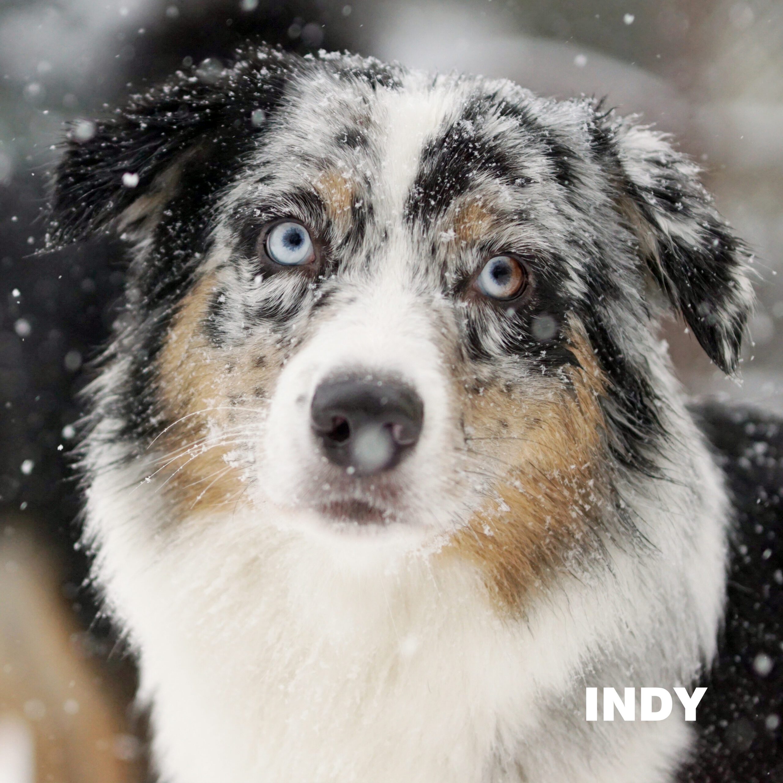 Indy - daugkartinė parodų nugalėtoja