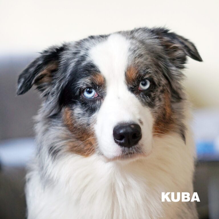 Kuba - australų aviganis, veislyno pirmasis šuo