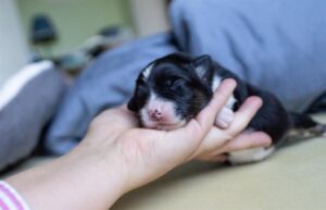 „Amber“ vados australų aviganių nuotrauka