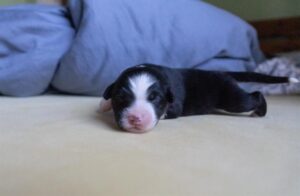 „Amber“ vados australų aviganių nuotrauka