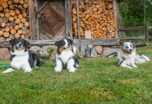 „A Wild“ vados australų aviganių nuotrauka
