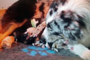„A Wild“ vados australų aviganių nuotrauka