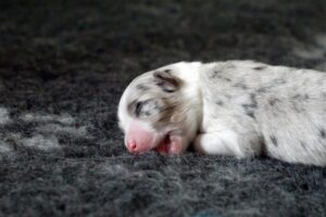 „A Wild“ vados australų aviganių nuotrauka