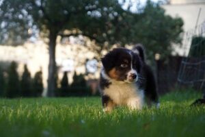 „A Wild“ vados australų aviganių nuotrauka