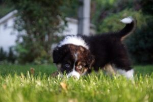 „A Wild“ vados australų aviganių nuotrauka