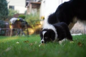 „A Wild“ vados australų aviganių nuotrauka