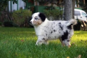 „A Wild“ vados australų aviganių nuotrauka