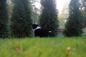 „A Wild“ vados australų aviganių nuotrauka