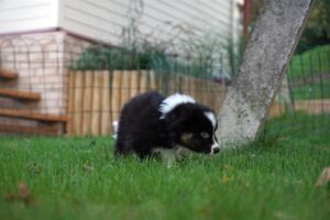 „A Wild“ vados australų aviganių nuotrauka