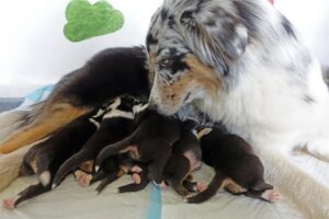 „Black“ vados australų aviganių nuotrauka