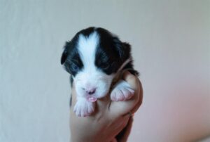 „Black“ vados australų aviganių nuotrauka