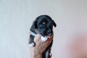 „Black“ vados australų aviganių nuotrauka
