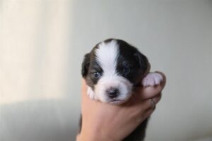 „Black“ vados australų aviganių nuotrauka