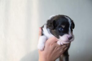 „Black“ vados australų aviganių nuotrauka