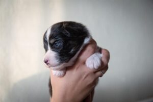 „Black“ vados australų aviganių nuotrauka