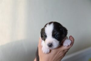 „Black“ vados australų aviganių nuotrauka