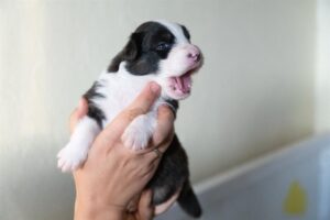 „Black“ vados australų aviganių nuotrauka