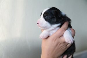 „Black“ vados australų aviganių nuotrauka