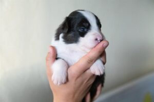 „Black“ vados australų aviganių nuotrauka