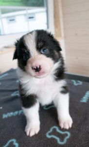 „Black“ vados australų aviganių nuotrauka