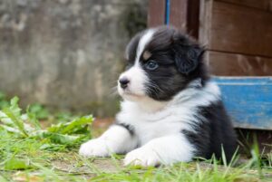 „Black“ vados australų aviganių nuotrauka