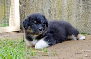 „Black“ vados australų aviganių nuotrauka