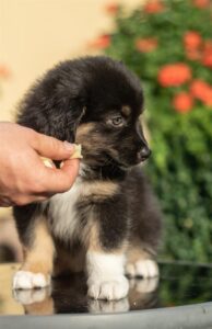„Black“ vados australų aviganių nuotrauka