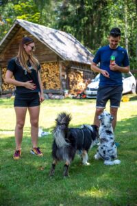 „Black“ vados australų aviganių nuotrauka