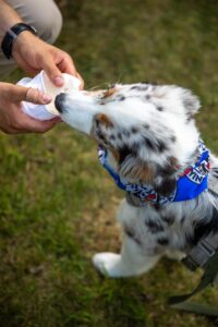 „Black“ vados australų aviganių nuotrauka