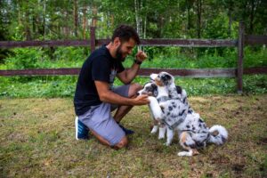 „Black“ vados australų aviganių nuotrauka
