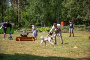 „Black“ vados australų aviganių nuotrauka