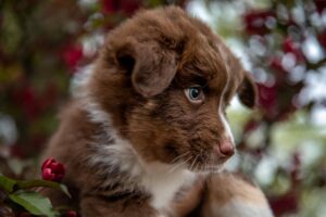 „Duplo“ vados australų aviganių nuotrauka