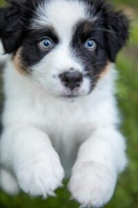 „Duplo“ vados australų aviganių nuotrauka