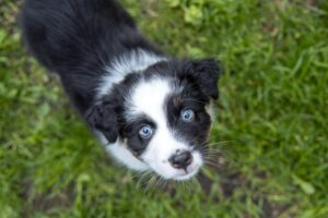 „Duplo“ vados australų aviganių nuotrauka