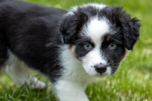 „Duplo“ vados australų aviganių nuotrauka