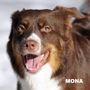 „Duplo“ vados šuniukas Mona