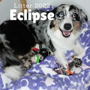 „Eclipse“ vados australų aviganių nuotrauka