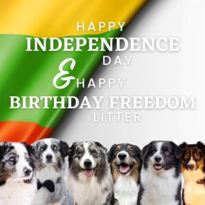 „Freedom“ vados australų aviganių nuotrauka
