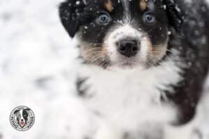 „Lucky Six“ vados australų aviganių nuotrauka