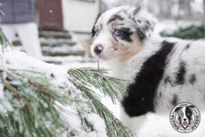 „Lucky Six“ vados australų aviganių nuotrauka