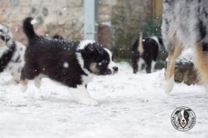 „Lucky Six“ vados australų aviganių nuotrauka