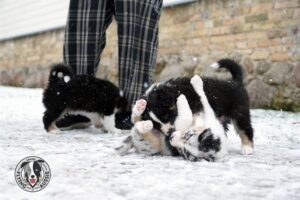 „Lucky Six“ vados australų aviganių nuotrauka