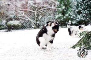 „Lucky Six“ vados australų aviganių nuotrauka