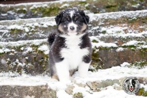 „Lucky Six“ vados australų aviganių nuotrauka