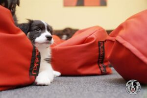 „Lucky Six“ vados australų aviganių nuotrauka