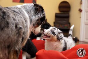 „Lucky Six“ vados australų aviganių nuotrauka