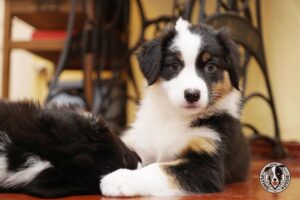 „Lucky Six“ vados australų aviganių nuotrauka
