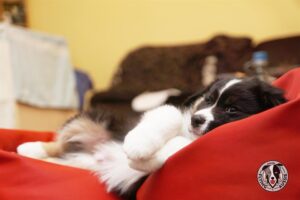 „Lucky Six“ vados australų aviganių nuotrauka