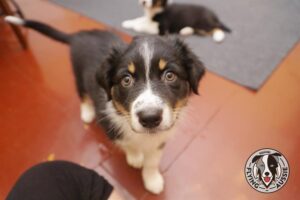 „Lucky Six“ vados australų aviganių nuotrauka